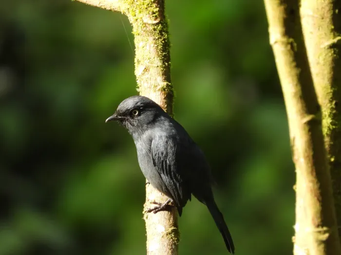 File:Melaenornis ardesiacus in Rwanda 588074054.jpg