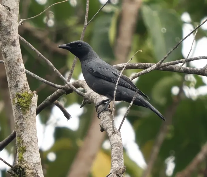 File:Edolisoma pelingi - James Eaton - 583464427.jpeg