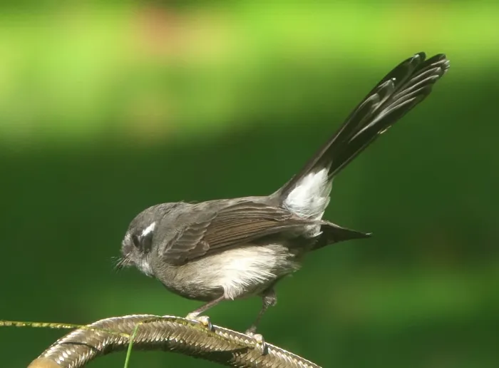 File:Rhipidura nebulosa - Robert Webster - 256912755.jpeg