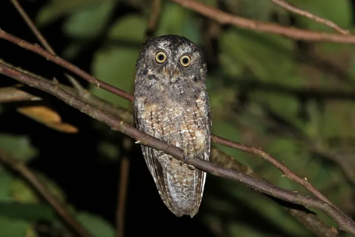 File:Otus collari - James Eaton - 435260069.jpeg