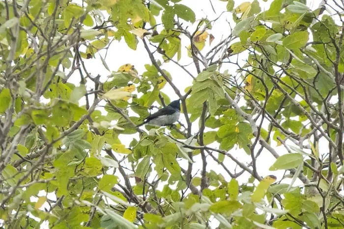 File:Hedydipna pallidigaster - Thibaud Aronson - 279716881.jpeg