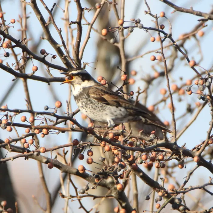 File:Turdus eunomus eating Pyrus calleryana.jpg
