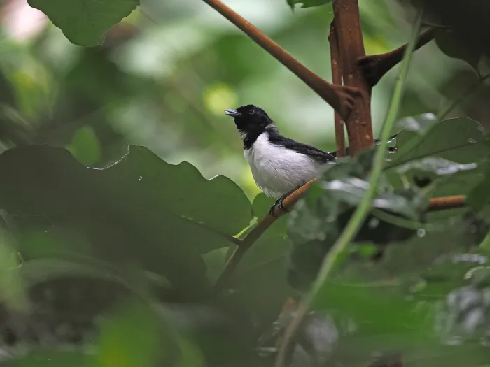 File:Symposiachrus everetti - James Eaton - 337787943.jpeg