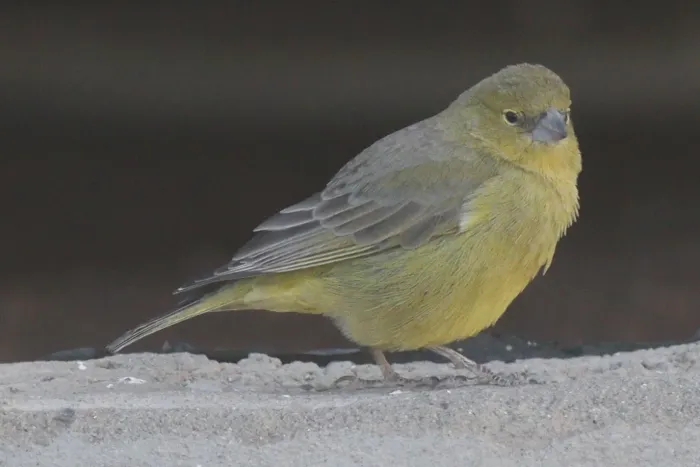 File:Sicalis olivascens 365208365.jpg