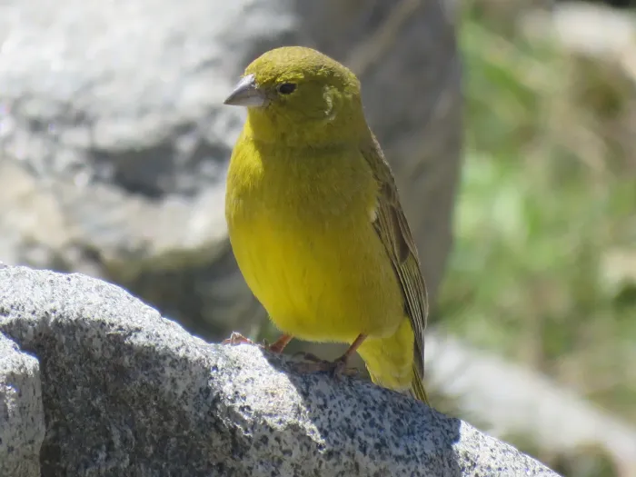 File:Sicalis olivascens 602754773.jpg