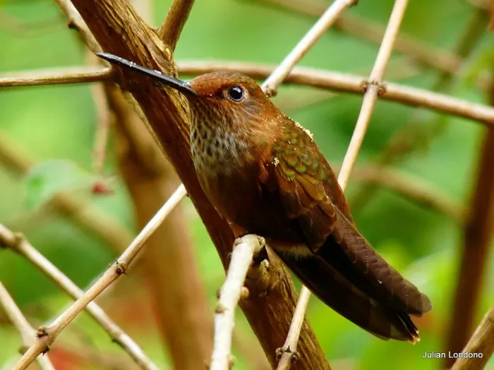 File:Bronzy Inca (Coeligena coeligena) 4.jpg