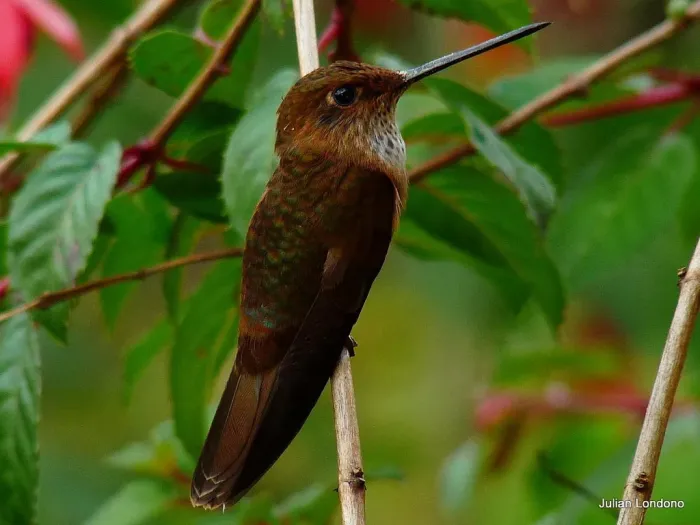 File:Bronzy Inca (Coeligena coeligena) 5.jpg