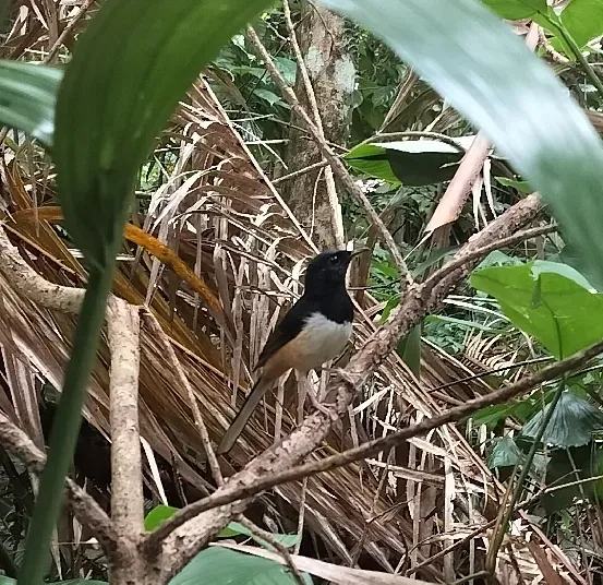 File:Copsychus albiventris - Jyotsna Nag - 603883004.jpeg