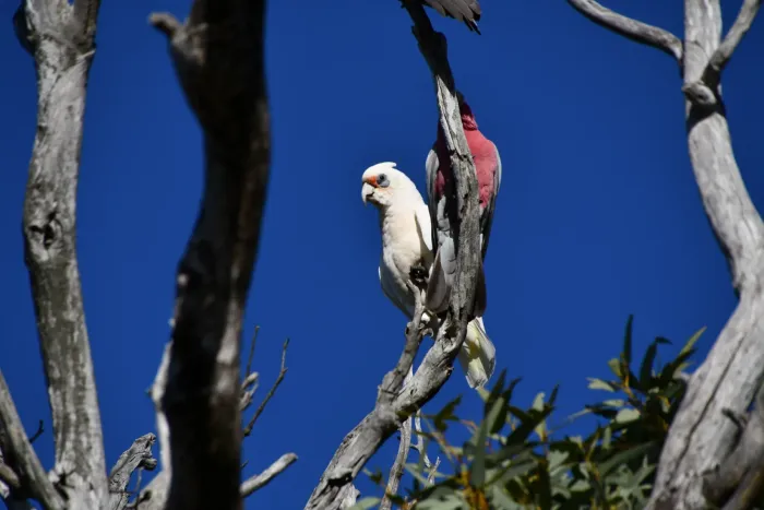 File:Cacatua pastinator - Thomas Mesaglio - 218684825.jpeg