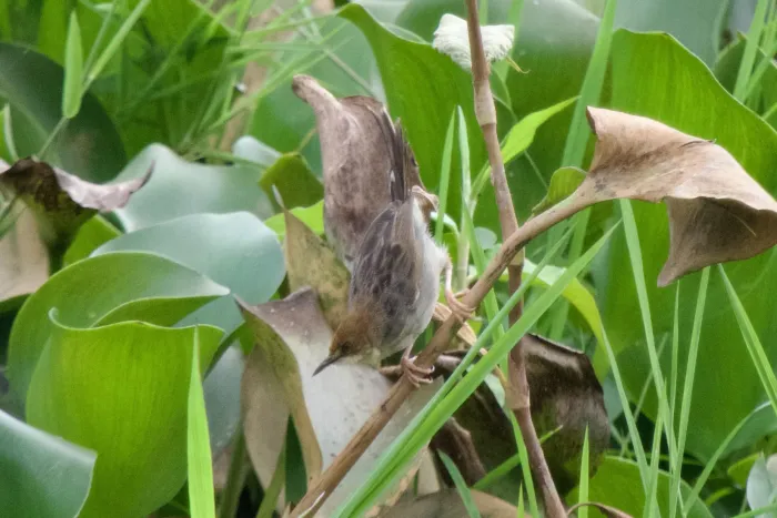 File:Cisticola carruthersi - Jiro Iguchi - 393727573.jpeg
