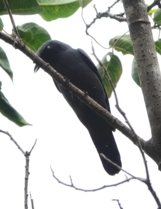 File:Edolisoma obiense - desertnaturalist - 246919895.jpeg