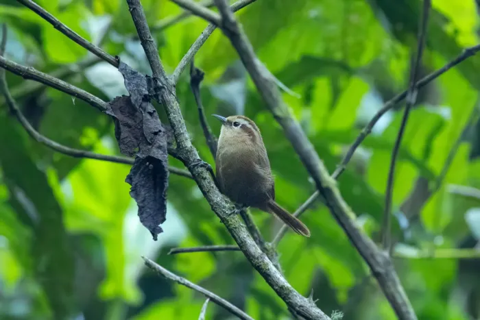 File:Cinnycerthia fulva - Thibaud Aronson - 453975288.jpeg