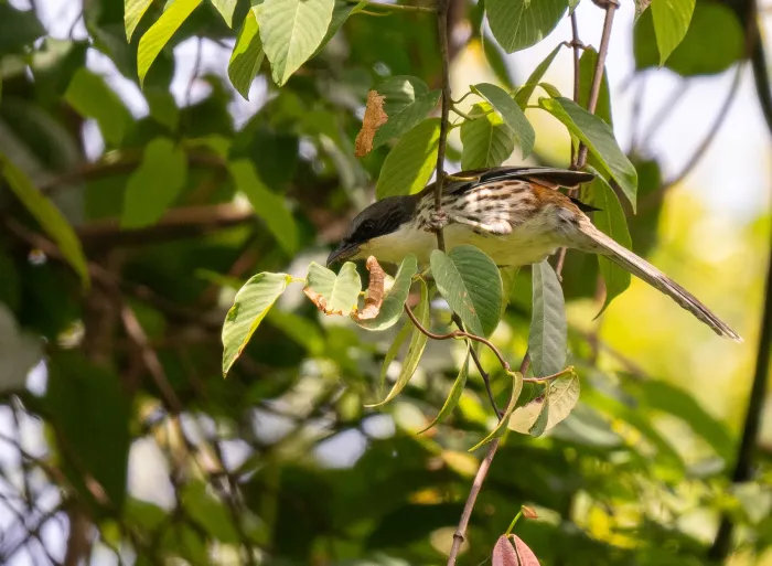 File:Laniellus langbianis - Forest Botial-Jarvis - 385765916.jpeg