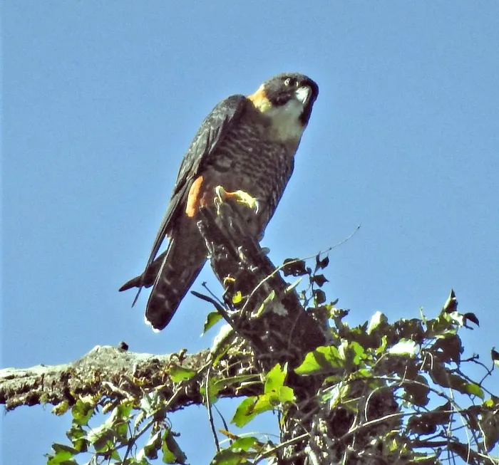 File:Falco deiroleucus, Parque Nacional Calilegua, Jujuy, Argentina 1.jpg