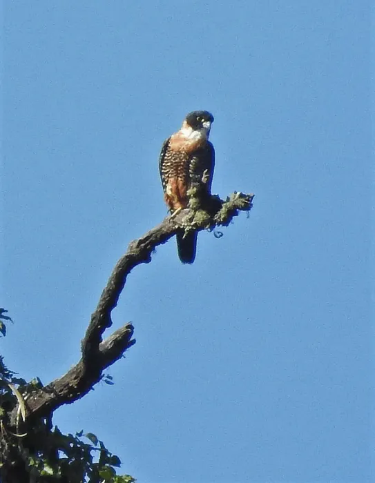 File:Falco deiroleucus, Parque Nacional Calilegua, Jujuy, Argentina 2.jpg