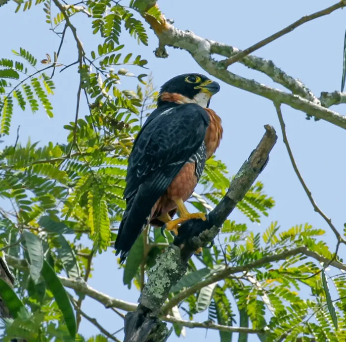 File:Falco deiroleucus, Tikal, Guatemala 1.jpg