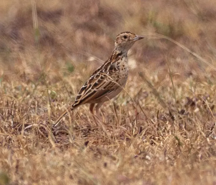 File:Heteromirafra archeri - Forest Botial-Jarvis - 50055477.jpeg