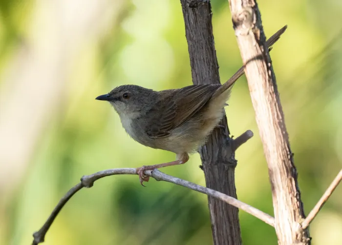 File:Prinia rocki - Forest Botial-Jarvis - 385766410.jpeg