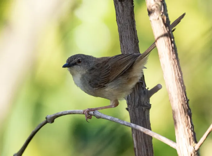 File:Prinia rocki - Forest Botial-Jarvis - 385766422.jpeg