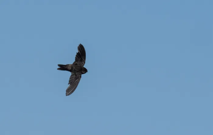 File:Aerodramus vulcanorum - Forest Botial-Jarvis - 313036557.jpeg