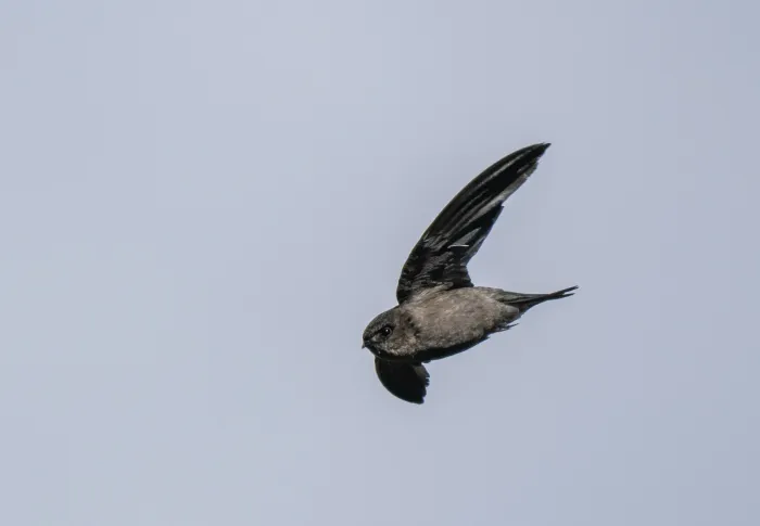 File:Aerodramus vulcanorum - Forest Botial-Jarvis - 313036676.jpeg