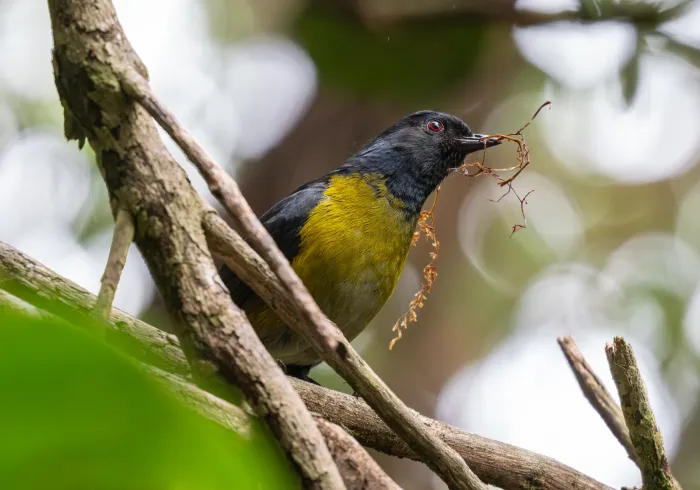 File:Phainoptila melanoxantha - Forest Botial-Jarvis - 366690930.jpeg