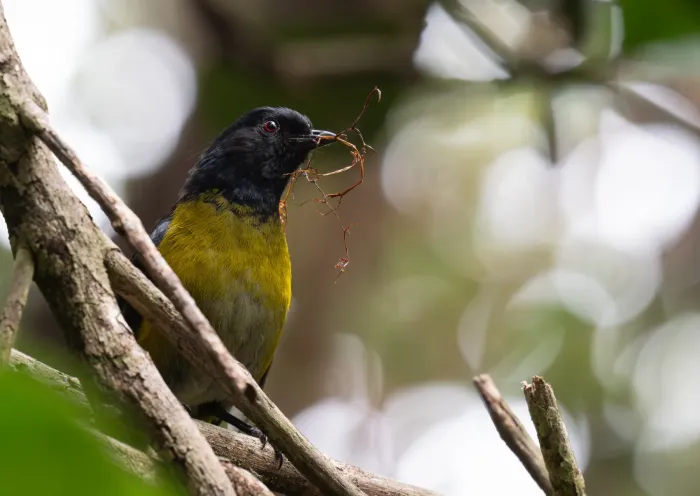 File:Phainoptila melanoxantha - Forest Botial-Jarvis - 366691010.jpeg