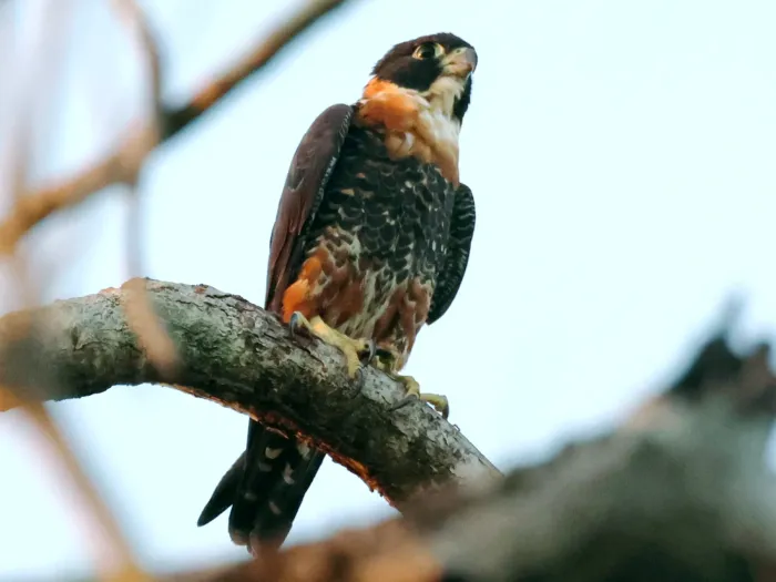 File:Falco deiroleucus, Georgetown, Guyana 2.jpg