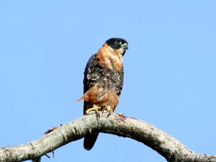 File:Falco deiroleucus, Georgetown, Guyana 3.jpg
