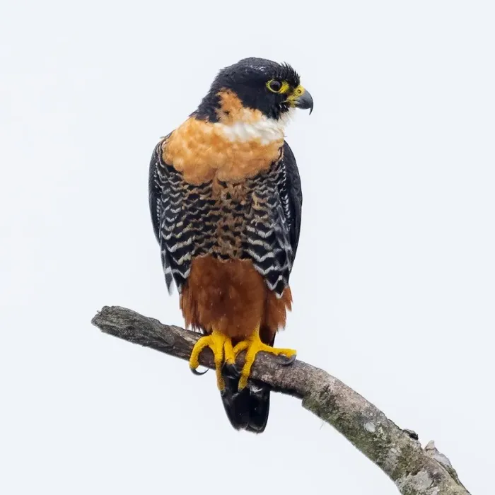 File:Falco deiroleucus, Black Rock, Cayo District, Belize 1.jpg