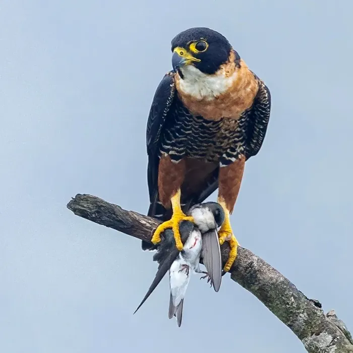 File:Falco deiroleucus, Black Rock, Cayo District, Belize 2.jpg