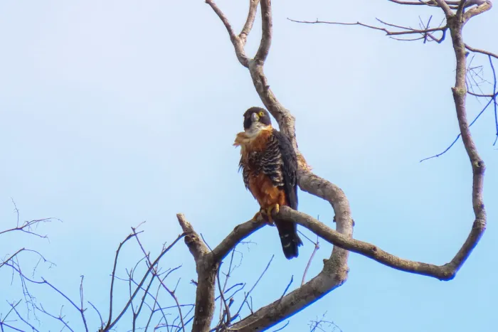 File:Falco deiroleucus, Reserva Biológica del Río Bigal, Ecuador 1.jpg