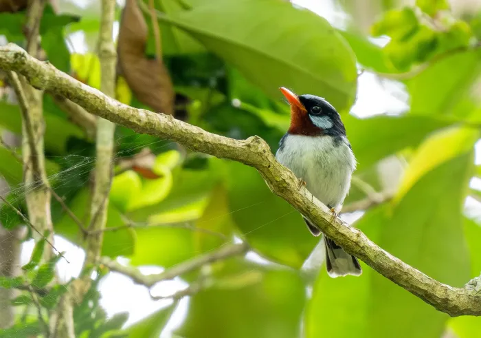 File:Myiagra castaneigularis - Forest Botial-Jarvis - 341736096.jpeg