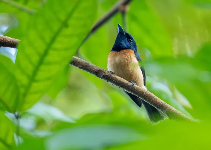 File:Myiagra vanikorensis - Forest Botial-Jarvis - 341735579.jpeg