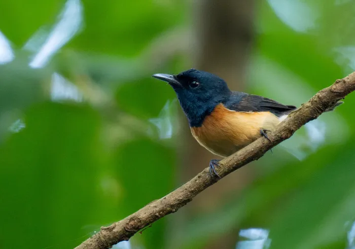 File:Myiagra vanikorensis - Forest Botial-Jarvis - 341735587.jpeg