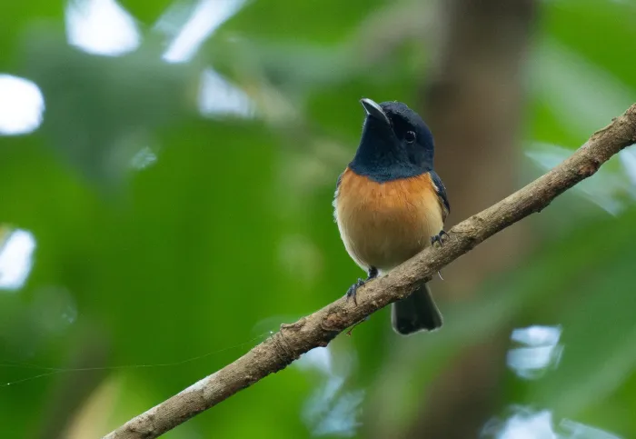 File:Myiagra vanikorensis - Forest Botial-Jarvis - 341735588.jpeg