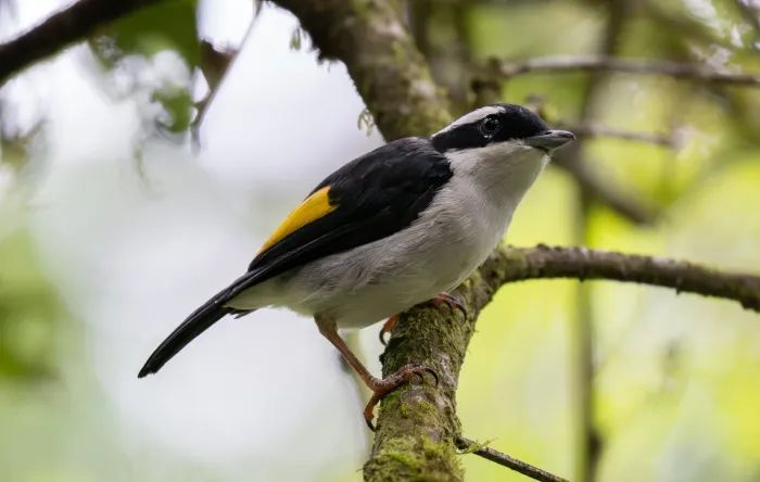 File:Pteruthius flaviscapis - Forest Botial-Jarvis - 313036363.jpeg