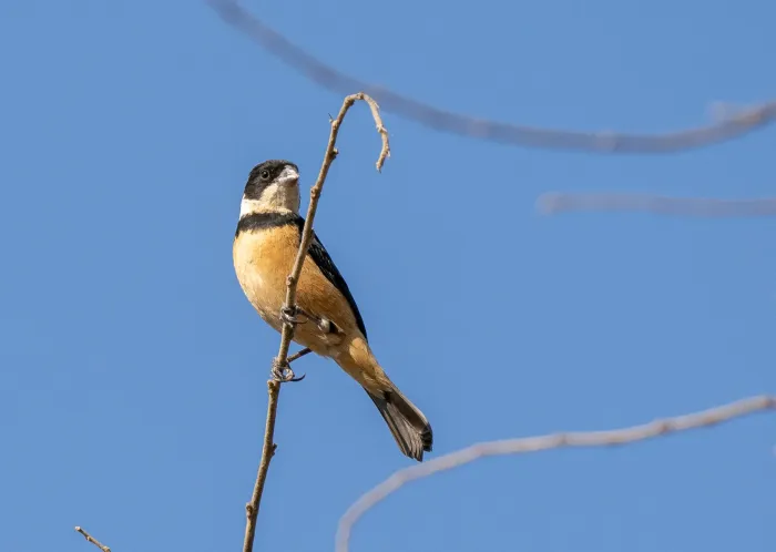 File:Sporophila torqueola - Forest Botial-Jarvis - 370302380.jpeg