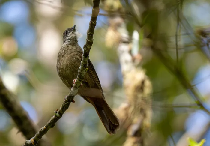 File:Alophoixus ruficrissus - Forest Botial-Jarvis - 296279846.jpeg