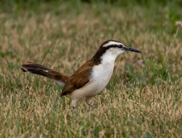 File:Campylorhynchus griseus Bicolored Wren; Boa Vista, Roraima, Brazil (cropped).jpg