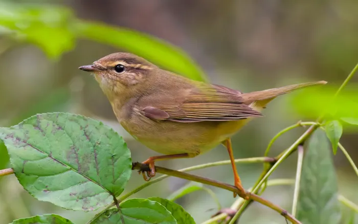 File:Phylloscopus schwarzi in China.jpg