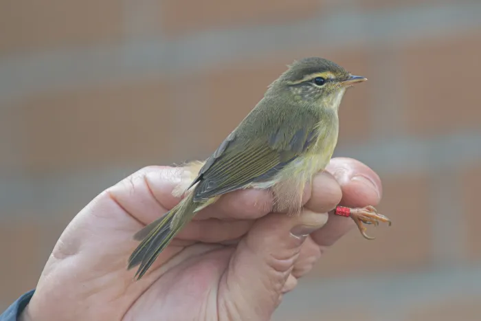File:Phylloscopus schwarzi in Germany.jpg