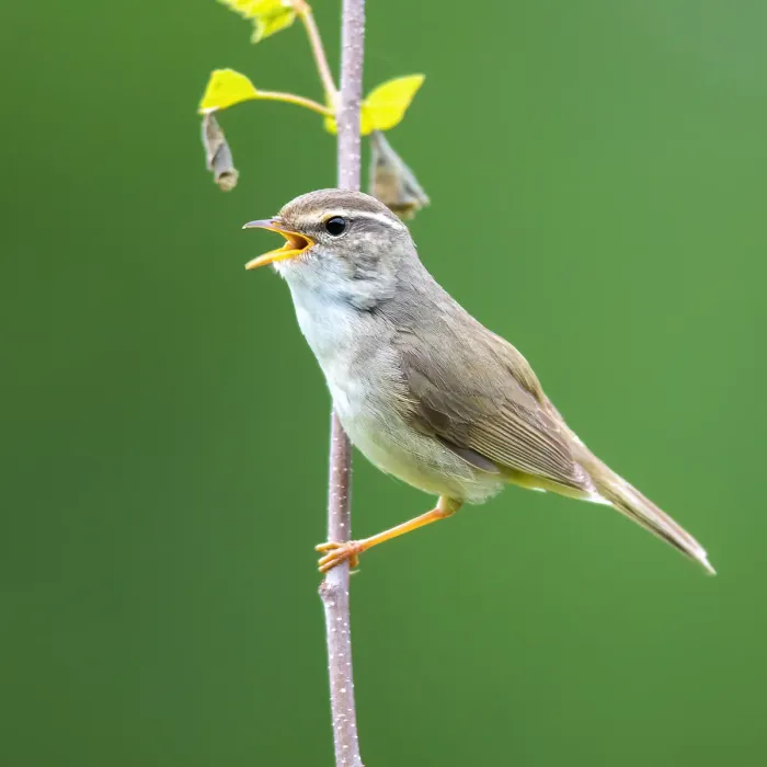 File:Phylloscopus schwarzi in Russia.jpg
