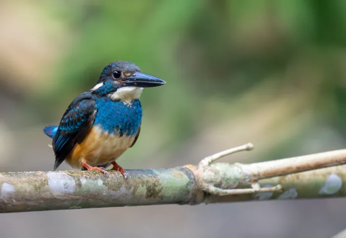 File:Alcedo euryzona - Forest Botial-Jarvis - 309997027.jpeg