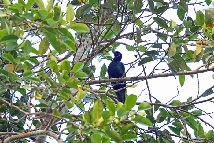 File:Manucodia jobiensis - Nigel Voaden - 3138560.jpeg