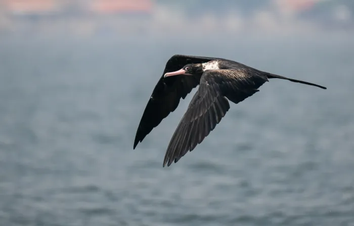 File:Fregata andrewsi - Forest Botial-Jarvis - 320955734.jpeg