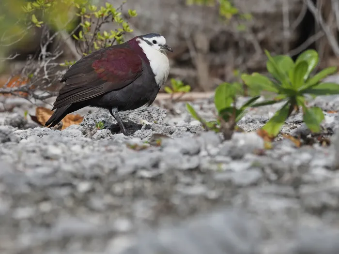 File:Pampusana erythroptera - James Eaton - 395654879.jpeg