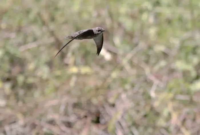 File:Apus alexandri 443633095.jpg