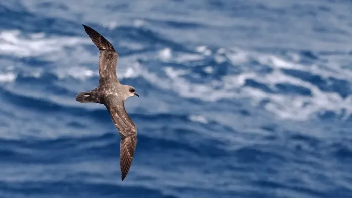 File:Pterodroma incerta 448161587.jpg