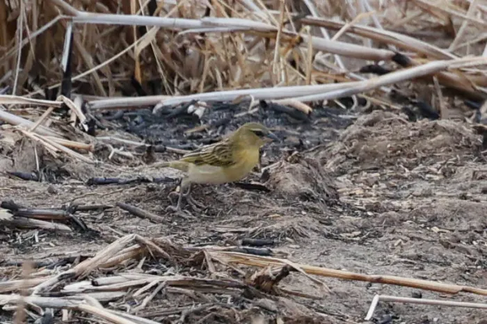 File:Ploceus burnieri - Tom Field - 476849157.jpeg